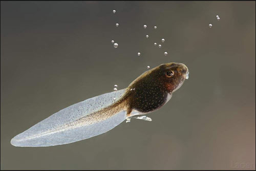 Ұ������