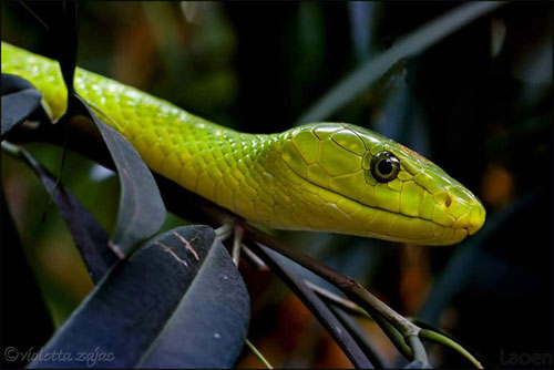 Ұ������