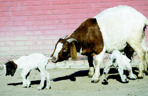 �ҹ�������ϸ����¡����ɽ����¡�����̥��