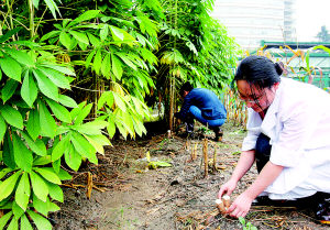 ���״������ɹ����۸�����ת����ľ�� (ͼ)