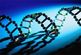 ����ѧ�����͵�����DNA���������Ƴɹ�(ͼ)