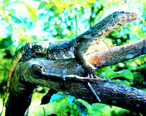 ��Σ����Բ�Ǿ����������� (ͼ)