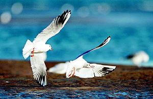 Ǩ������� (ͼ)