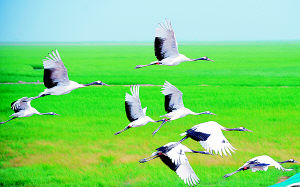 �˹������ĵ����� (ͼ)