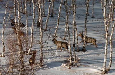 Ұ¹�����ֺ�ѩԭ (ͼ��