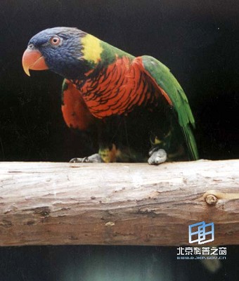 ɭ���еĲʺ硪���ʺ���������