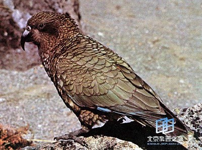 ʳ����Ϊ���ص����ġ�����������