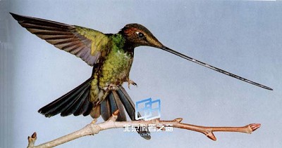 �����еĽ��ʯ�������������