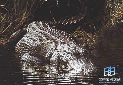 ���͵����ж��������������