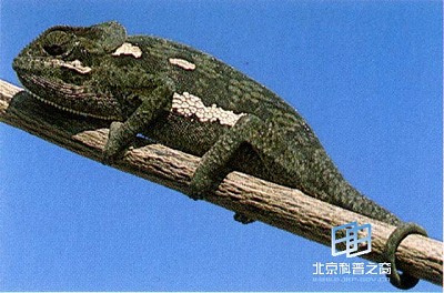 ��Ȼ���еġ�αװ��ʦ����������