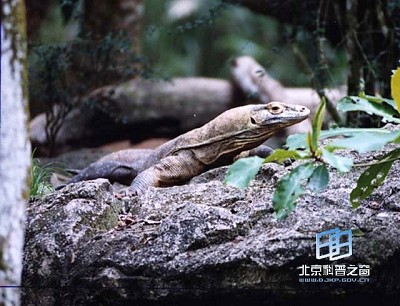 ���������ද�����Ħ�����