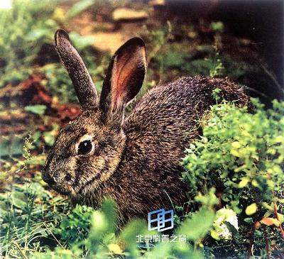 ������(ͼ)