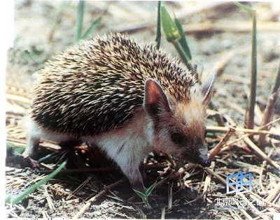 ���ڶ�⬡����⬺ͺ����