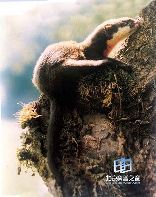 С�����ͻƸ���(ͼ)