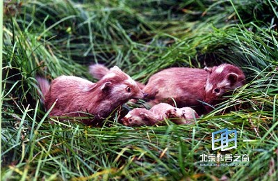 ��⵺�������(ͼ)