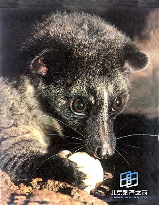 С��Ҭ��è(ͼ)