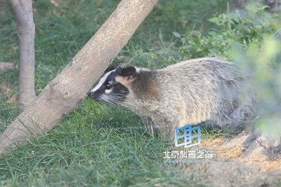 ������(ͼ)