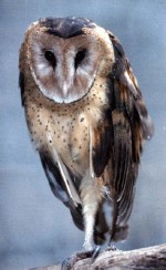 �������ͼ