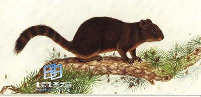 橙腹长吻松鼠和泊氏长吻松鼠(图)