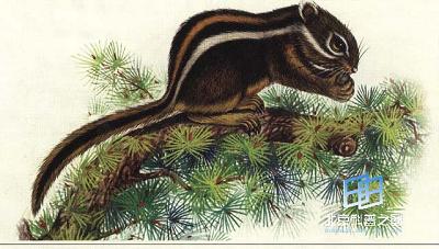 ���ƻ���������ƻ�����