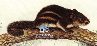 条纹松鼠和橙喉长吻松鼠(图)