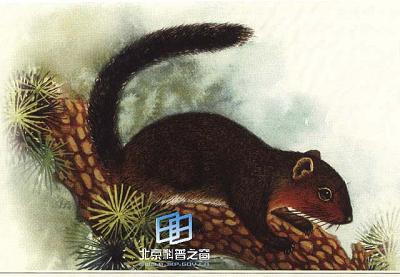 ��ճ�������ͺ��ȳ�������(ͼ)