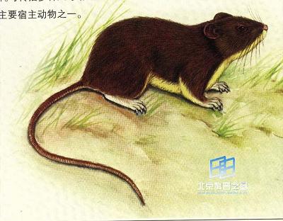 社鼠
