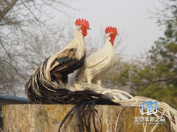 �������ͼ