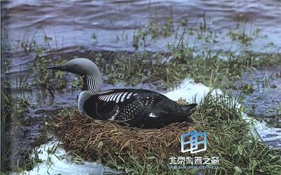 �ں�Ǳ��(ͼ)