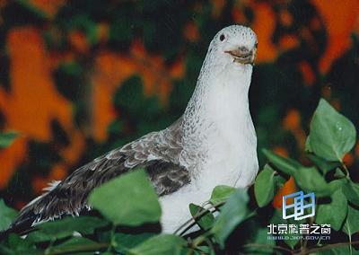 白额鹱