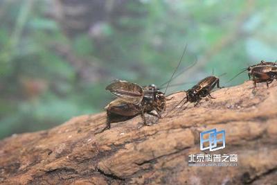 ����Ľ��������ֵĲ���