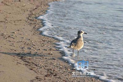 ���淴Ӧ�붯�����(ͼ)