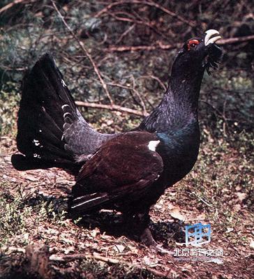 ���ö����ͨѶ����Ұ���������(ͼ)