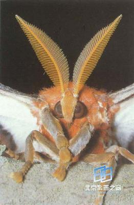 �����ͨѶ�����ѧ(ͼ)