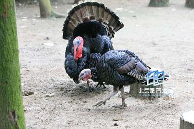 �����ͨѶ��ũҵ(ͼ)