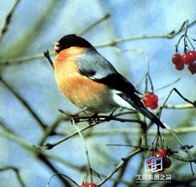 ����ͨѶ���о�