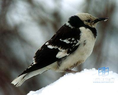 动物通讯信号的实际用途