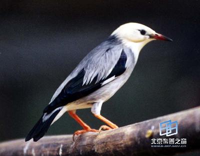 动物通讯未来研究的展望