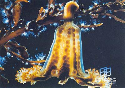 ����Ĺ��ź�