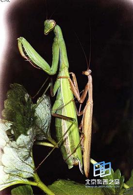 �����Ы����