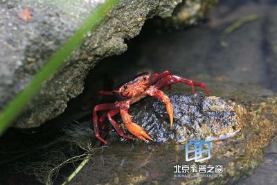 ���嶯�����