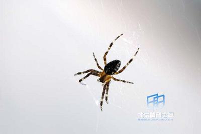 蜘蛛利用振动和声音发出的信号