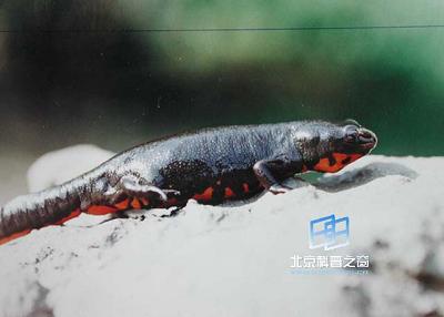 �͵ȼ�׵�������