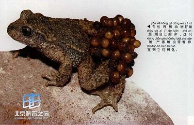 ���ڷ����е��ܾ��Ѽ���С������˫�׵Ĺ�ϵ