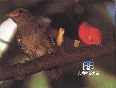 �ߵȼ�׵�������