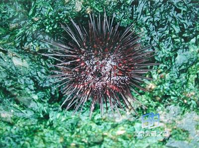 ���ѵ�ͬ����(ͼ)