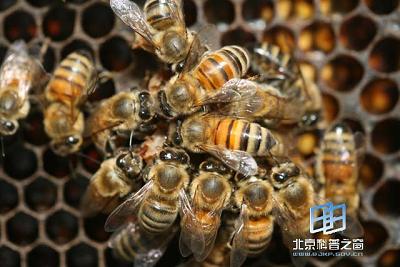 �����˫������С����Ĺ�ϵ(ͼ)