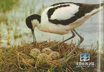 ������Ϊ(ͼ)