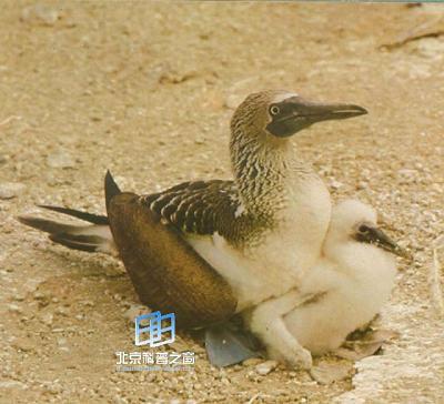 �����˫������С����Ĺ�ϵ(ͼ)