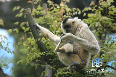 ���鶯���˫������С����Ĺ�ϵ